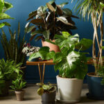 Plants and Greenery into Your Living Space