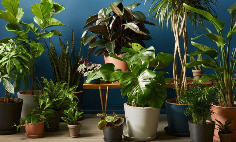 The Benefits of Incorporating Plants and Greenery into Your Living Space