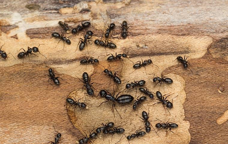 Carpenter Ants Control and Elimination in Redmond: Knowing What to Look For