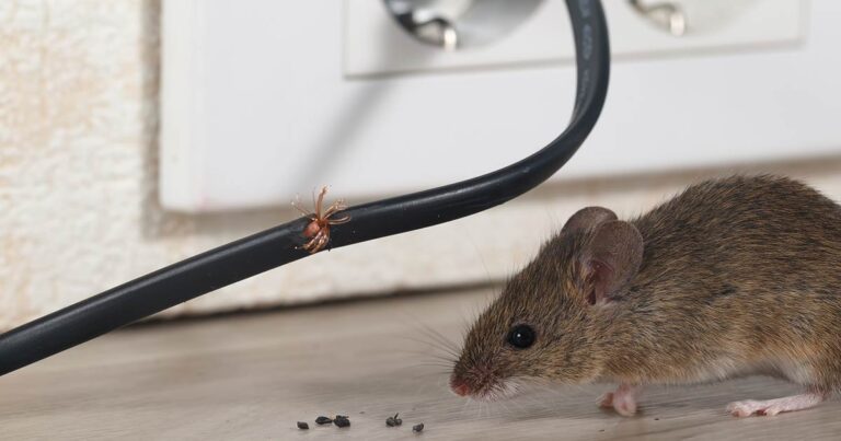 6 Simple Steps to Get Rid of Mice in Your Home