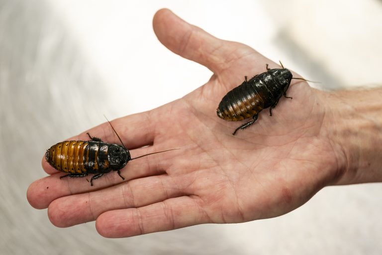 What Makes Cockroaches a Serious Problem in St. Louis