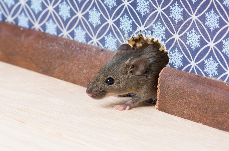 How to Tell if Rodents Are Nesting in Your Algonquin Walls