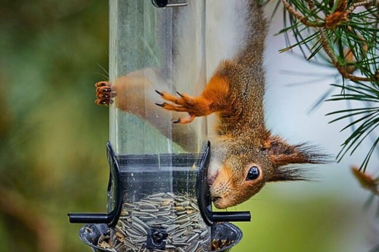 Connection Between Burke’s Bird Feeders and Rising Rodent Sightings