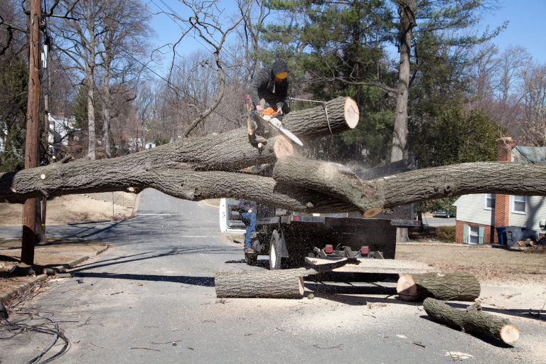 Emergency Tree Service: Post-Removal Site Cleanup Explained