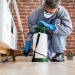 Five Ways to Tell If Your Glen Ellyn, IL Home Has a Subterranean Termite Colony