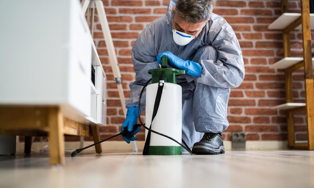 Pest Control: 7 Questions for Your Exterminator