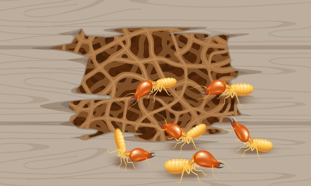 Five Ways to Tell If Your Glen Ellyn, IL Home Has a Subterranean Termite Colony