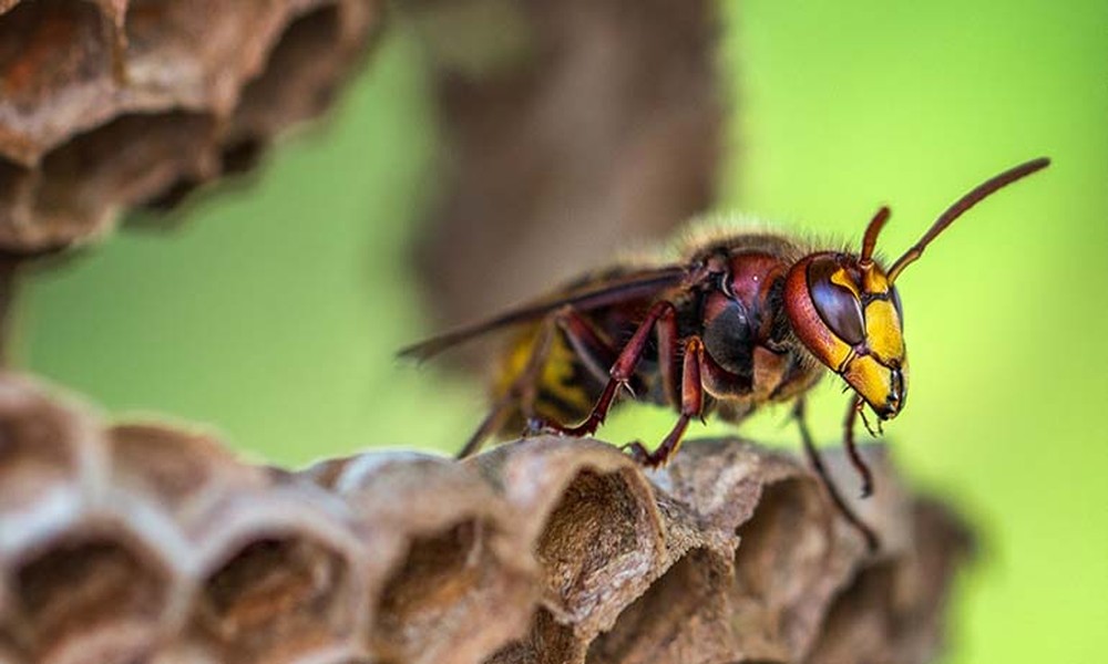 Kansas City Pest Control: Why Spring Inspection for Overwintering Queen Wasps Prevents Summer Nests Before They Start