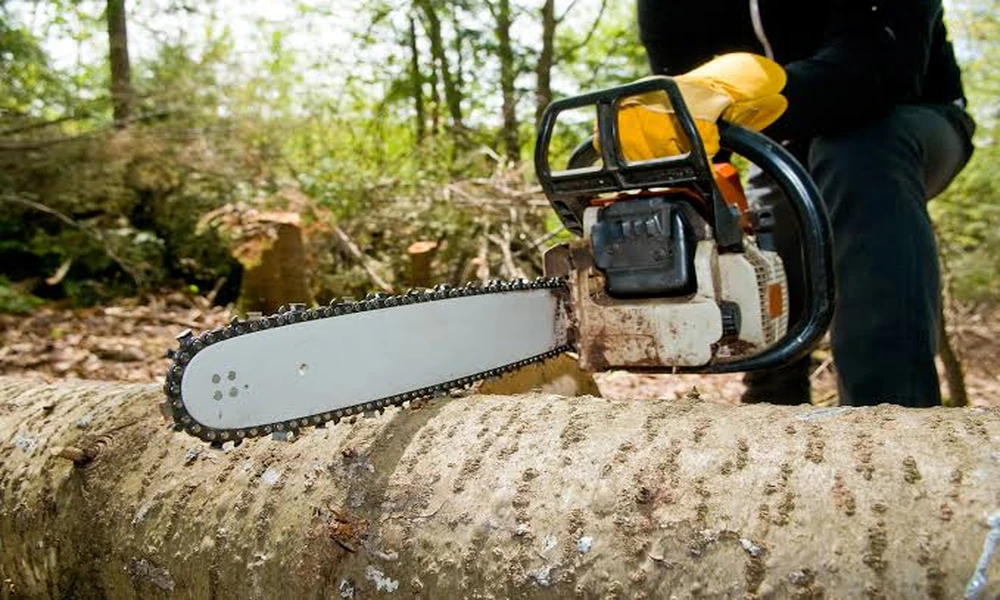 A Guide to Professional Tree Cutting Services