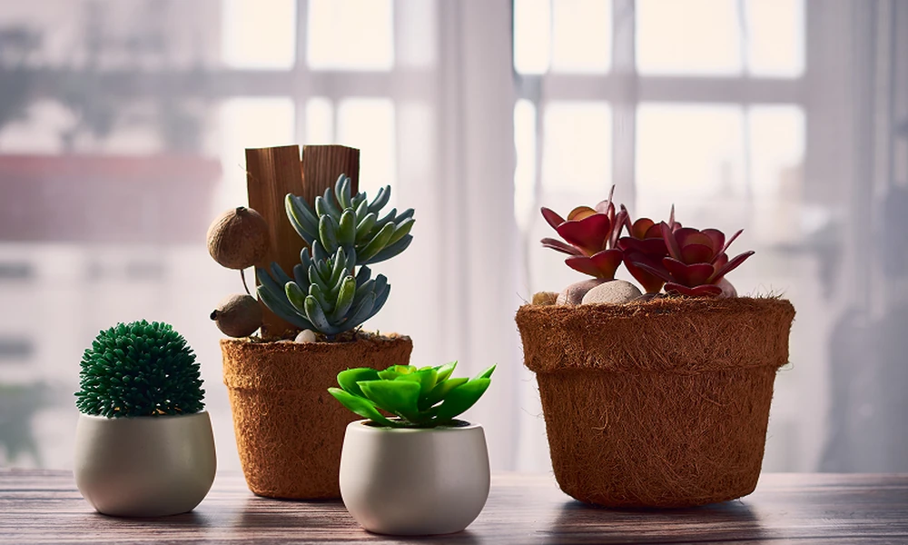 5 Care Habits That Make Succulents a Better Fit for Some Indoor Plant Owners
