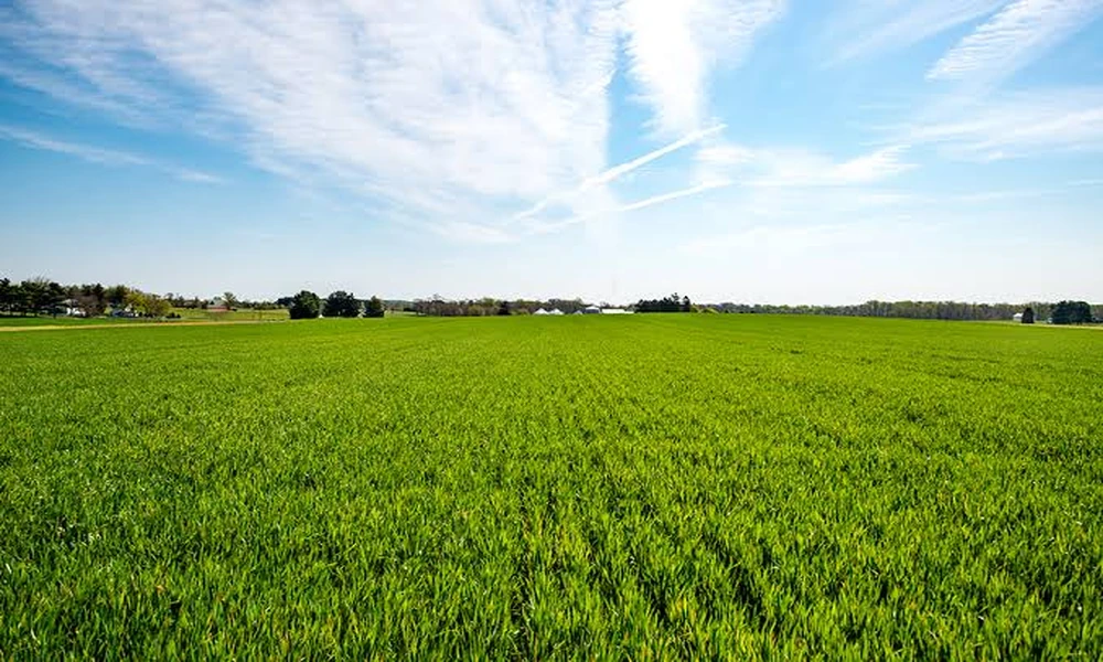 Important Considerations Before Planting Cover Crops in Gardens