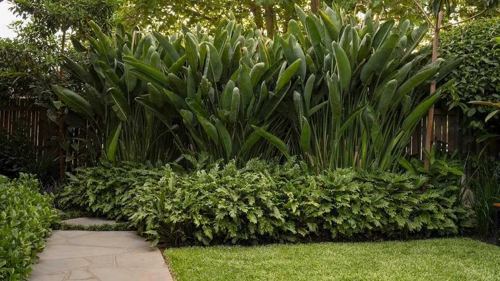 How to Choose the Best Buffalo Grass for a Beautiful, Low-Maintenance Australian Lawn